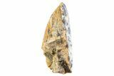 Fossil Hadrosaur (Edmontosaurus) Partial Tooth - Montana #340930-1